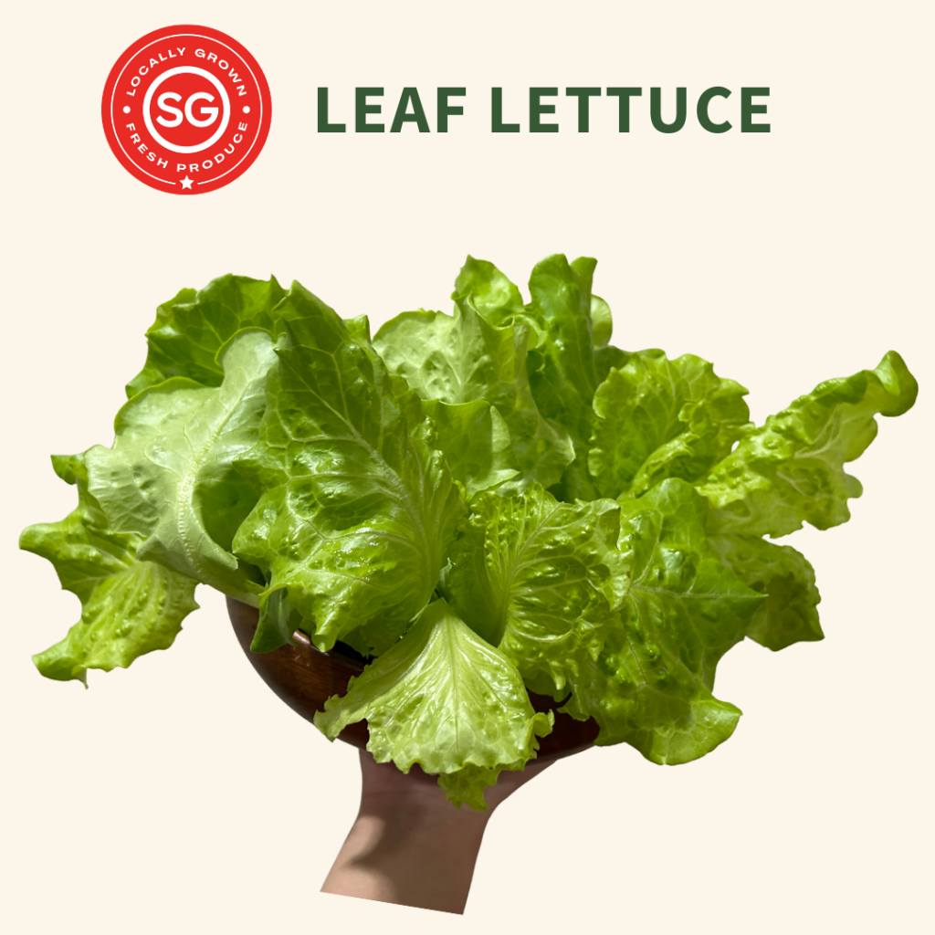 Leaf Lettuce Urban Green Dot