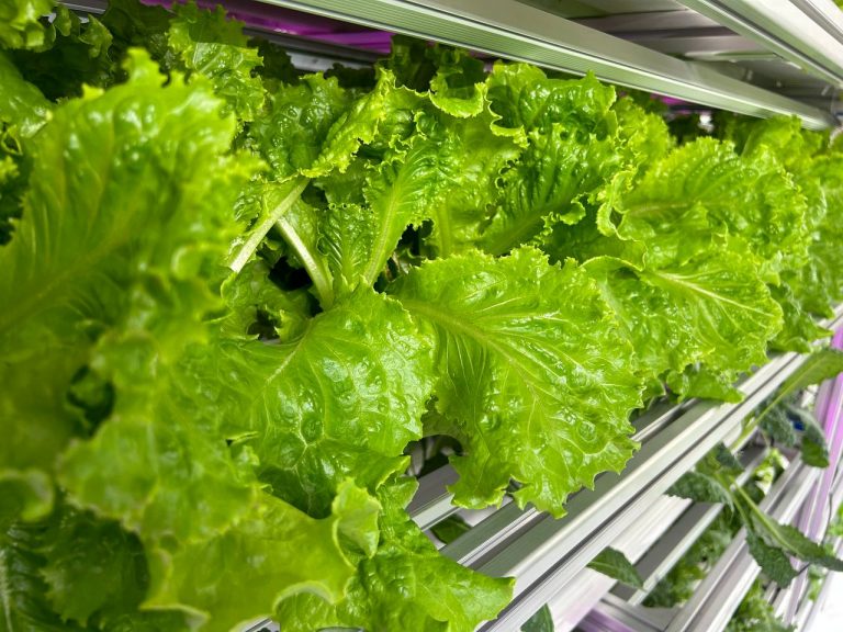 Japanese Lettuce Urban Green Dot