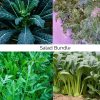 Local Vegetable Seeds Bundle for Hydroponics Soil and Aeroponics