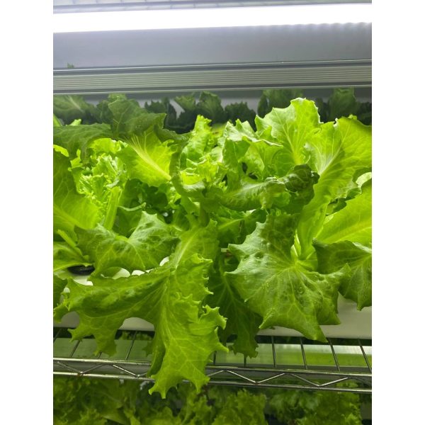 PH Down Solution for Hydroponics Aquaponics 500ml 1000ml