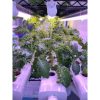 LED Full Spectrum Grow Light for Plants Indoor Hydroponics