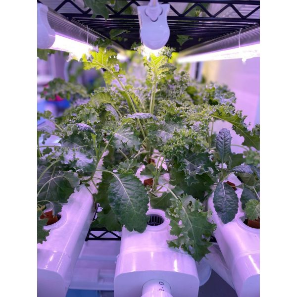 LED Full Spectrum Grow Light for Plants Indoor Hydroponics