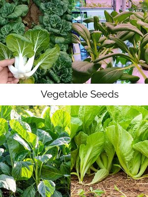 Local Vegetable Seeds Bundle for Hydroponics Soil and Aeroponics