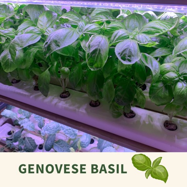 8be55108ad6dfb4fa12c0dacf322fefa Oasis Cubes for Hydroponics Aeroponics Aquaponics