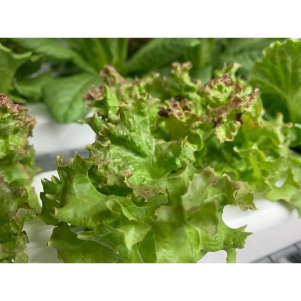 Local Vegetable Seeds Bundle for Hydroponics Soil and Aeroponics