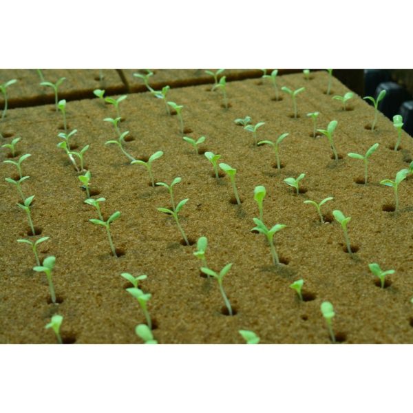 c35ae2f93d3783d6e871e65c4d49fb72 Oasis Cubes for Hydroponics Aeroponics Aquaponics