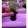 Black Net Cup 32mm for Hydroponics and Aeroponics
