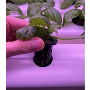 Black Net Cup 32mm for Hydroponics and Aeroponics
