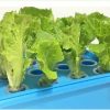 lettuce growing in hydroponic kit Hydroponics Kit for Beginners 12 Hole Easy To Grow