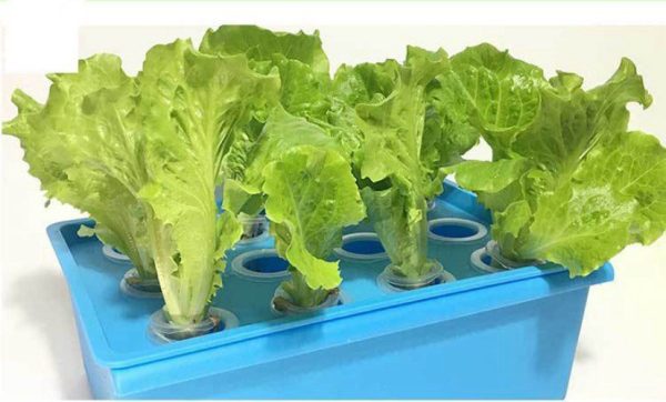 lettuce growing in hydroponic kit Hydroponics Kit for Beginners 12 Hole Easy To Grow