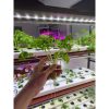 White Foam Cubes for Hydroponics and Aeroponics Loose Pieces