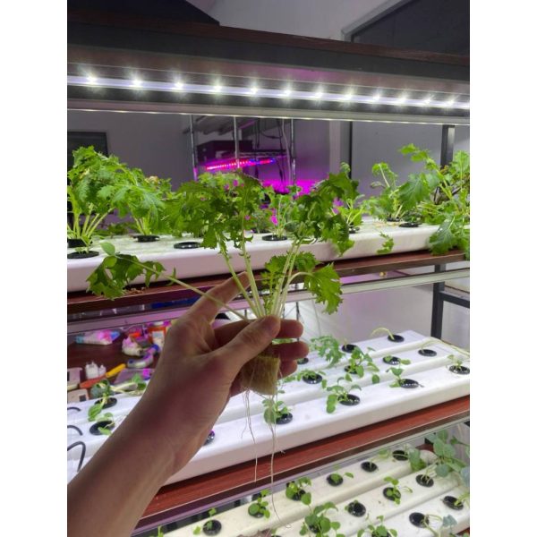 White Foam Cubes for Hydroponics and Aeroponics Loose Pieces