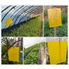 sg-11134207-7rff5-m3ueeg3gddxicc Yellow Sticker Insect Pest Paper 20*10 Double-Sided (25 pcs)
