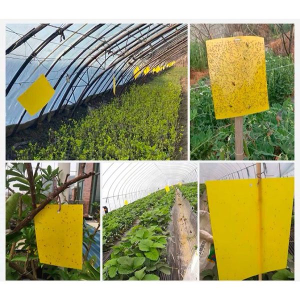 sg-11134207-7rff5-m3ueeg3gddxicc Yellow Sticker Insect Pest Paper 20*10 Double-Sided (25 pcs)