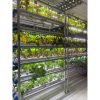 Dry AB Powder Fertilizer Nutrients for Hydroponics Aeroponics