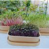 UGD Microgreens DIY Starter Kit