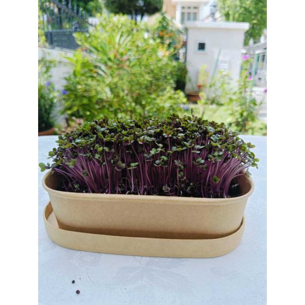 UGD Microgreens DIY Starter Kit