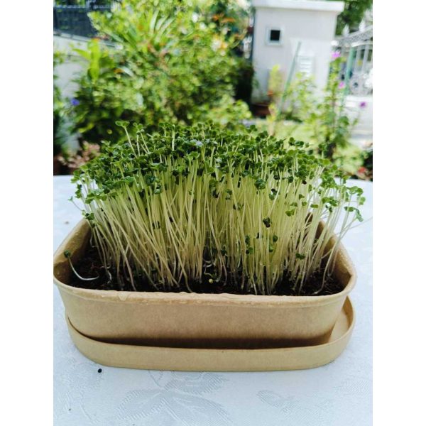 UGD Microgreens DIY Starter Kit