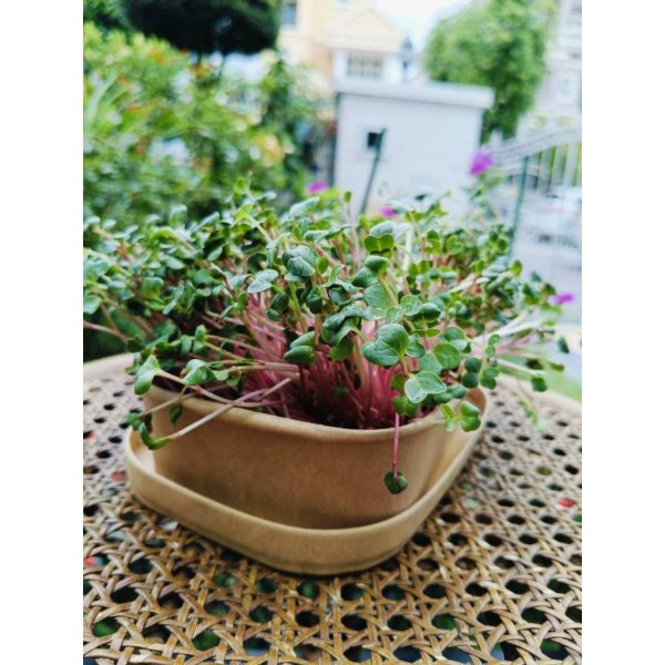 UGD Microgreens DIY Starter Kit