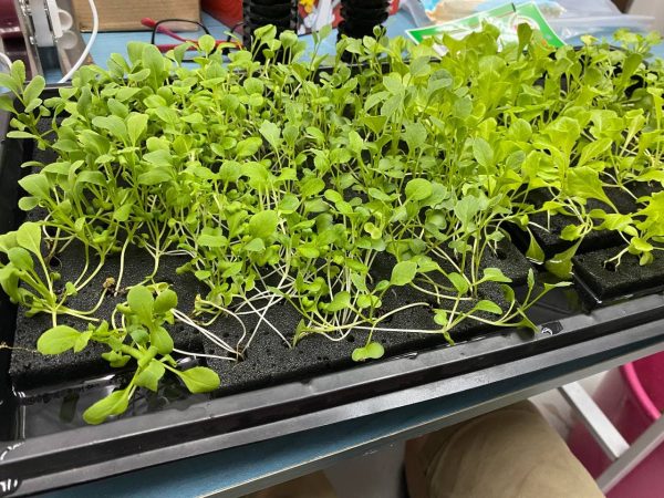 Black Foam Germination Cubes for Hydroponics Aeroponics Aquaponics (100 pcs)