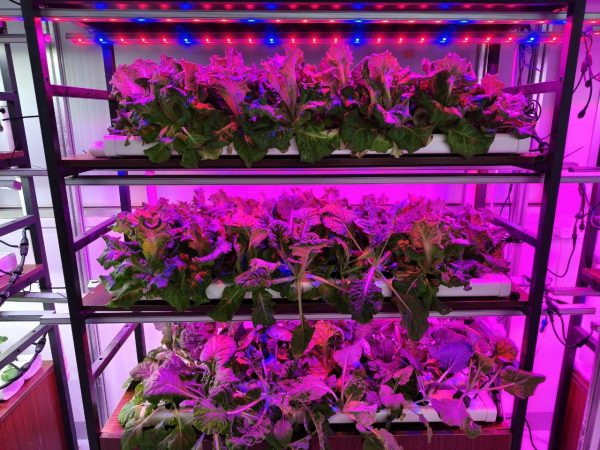 Hydroponics AB Nutrients and Fertilizers Big Bottle 5L