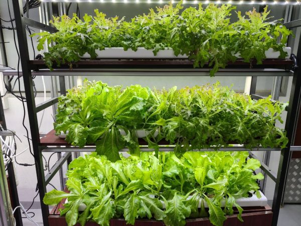 Hydroponics AB Nutrients and Fertilizers Big Bottle 5L